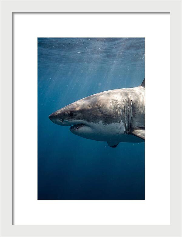 Majestic Great White Encounter