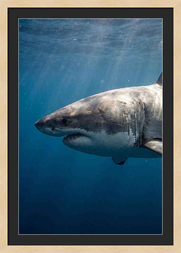 Majestic Great White Encounter