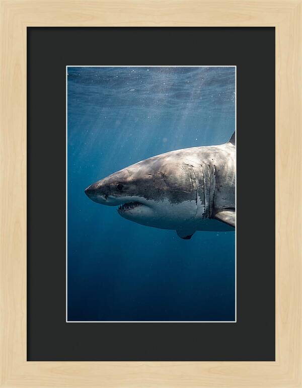 Majestic Great White Encounter
