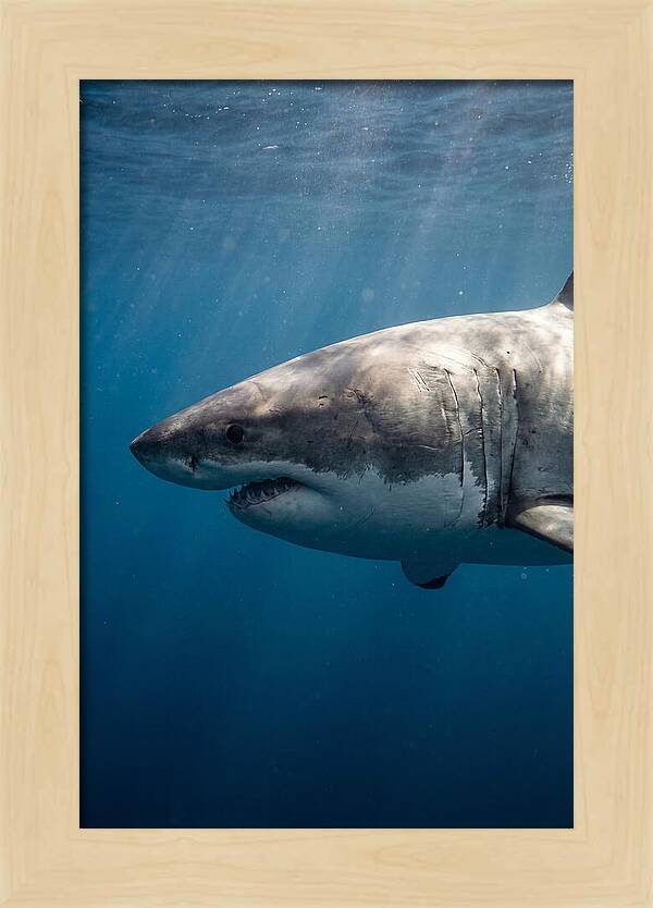 Majestic Great White Encounter