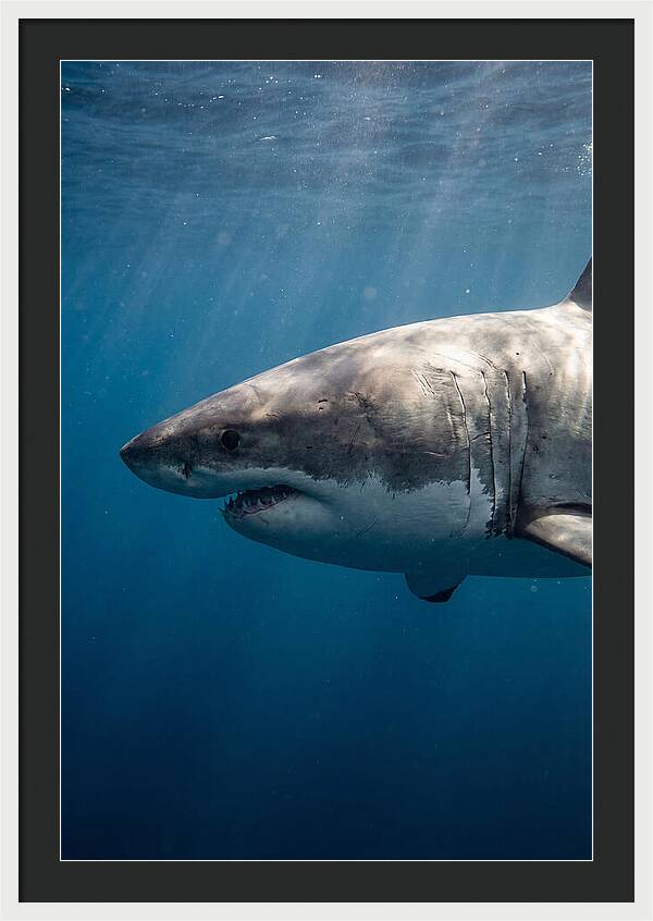 Majestic Great White Encounter