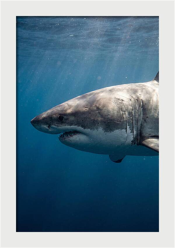 Majestic Great White Encounter