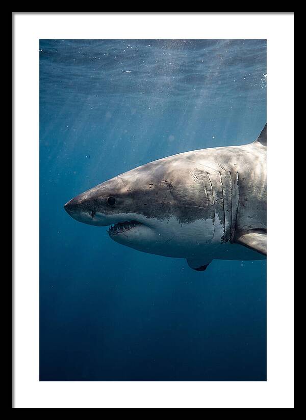 Majestic Great White Encounter