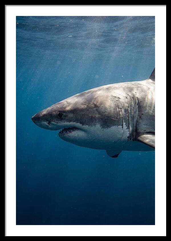 Great White Shark Art