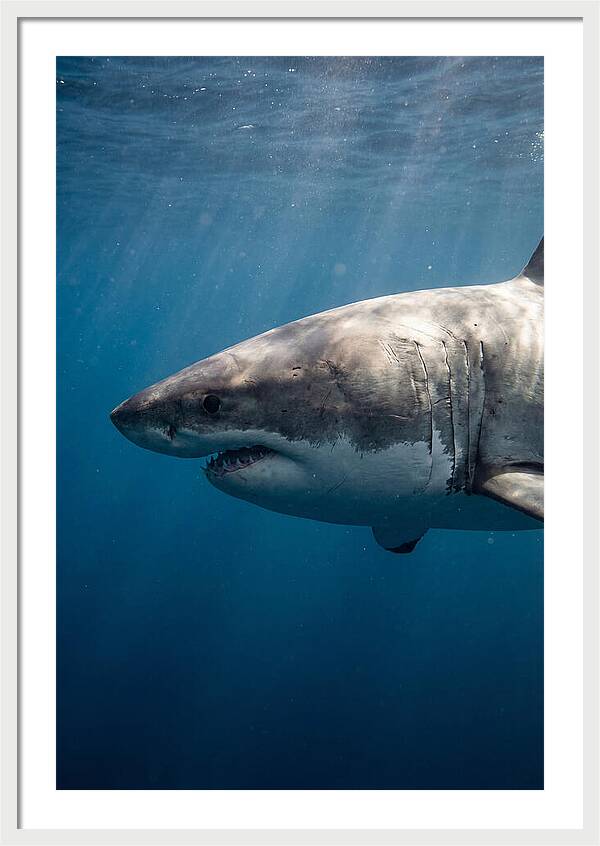 Majestic Great White Encounter