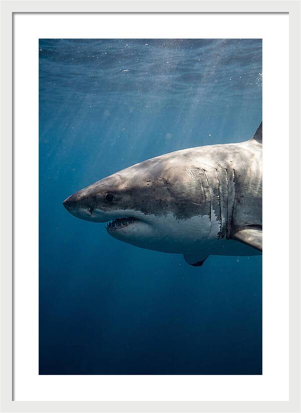Majestic Great White Encounter