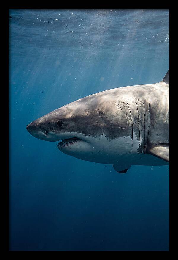 Majestic Great White Encounter