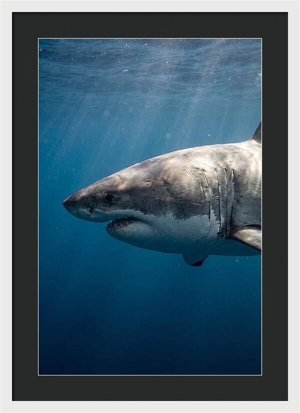 Majestic Great White Encounter