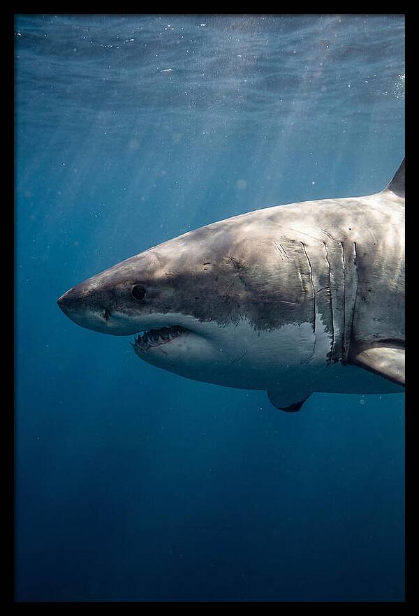 Majestic Great White Encounter