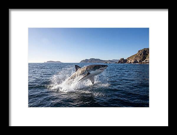 Majestic Great White Shark Leap