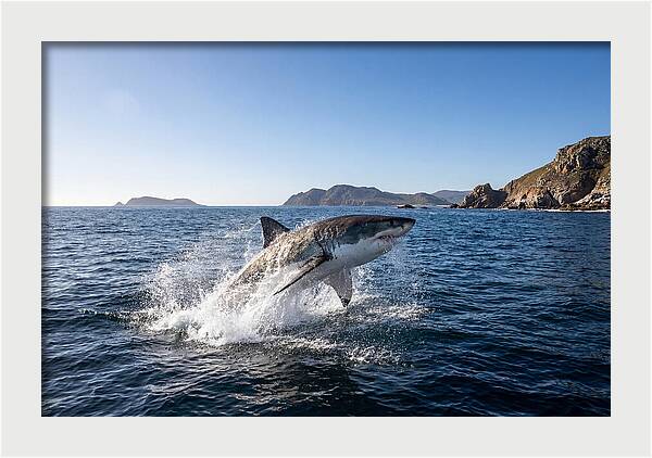 Majestic Great White Shark Leap