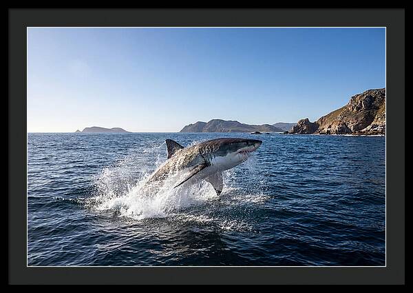 Majestic Great White Shark Leap