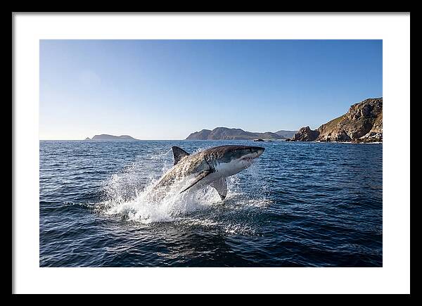 Majestic Great White Shark Leap
