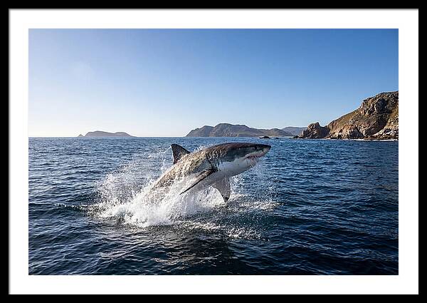 Majestic Great White Shark Leap