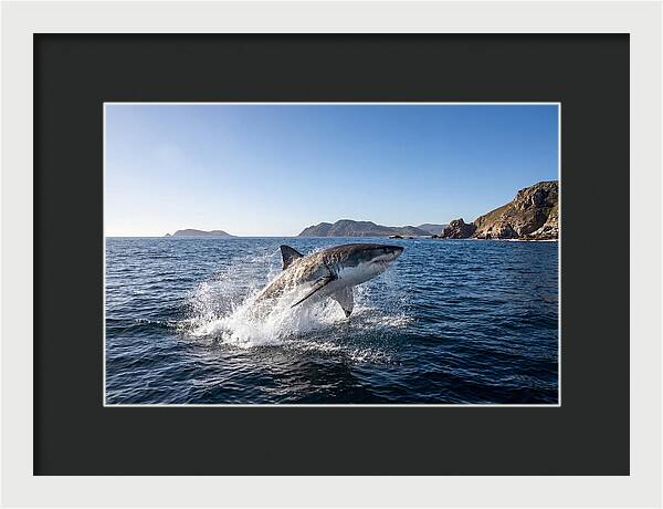 Majestic Great White Shark Leap