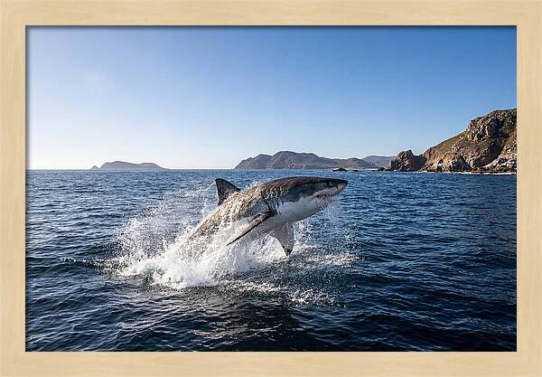 Majestic Great White Shark Leap