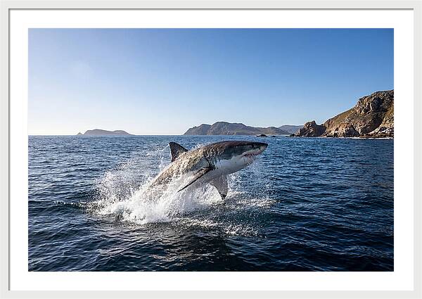 Majestic Great White Shark Leap