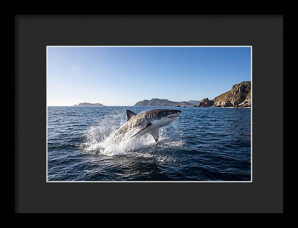 Majestic Great White Shark Leap