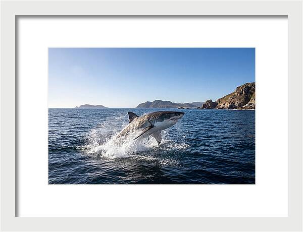 Majestic Great White Shark Leap