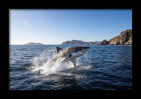 Majestic Great White Shark Leap