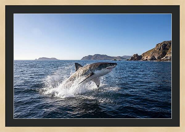 Majestic Great White Shark Leap