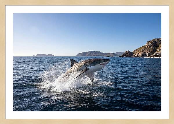 Majestic Great White Shark Leap