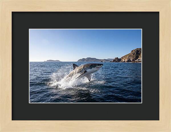 Majestic Great White Shark Leap