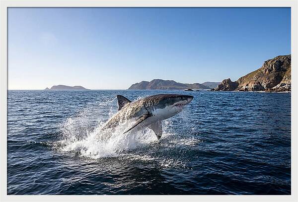 Majestic Great White Shark Leap
