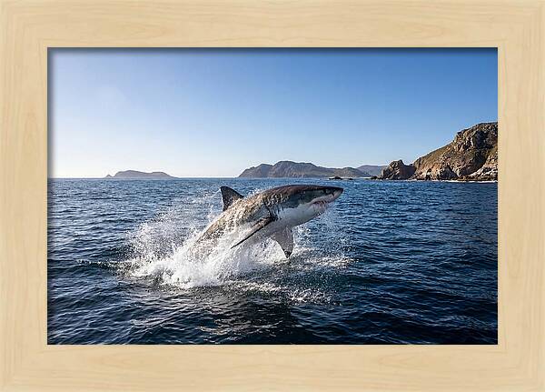 Majestic Great White Shark Leap