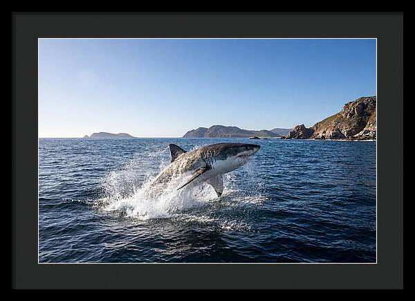 Majestic Great White Shark Leap