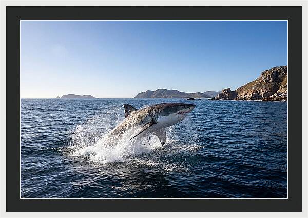 Majestic Great White Shark Leap