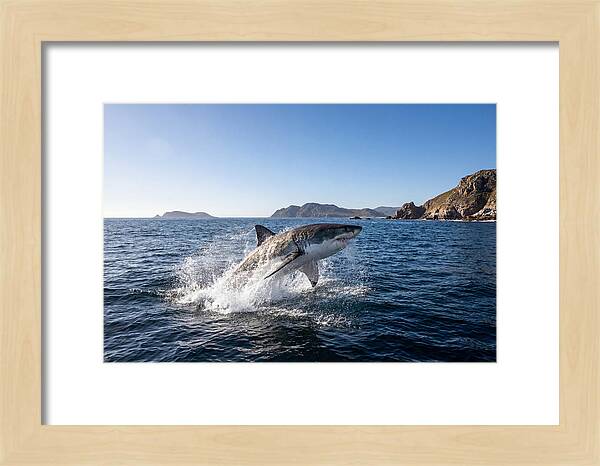 Majestic Great White Shark Leap