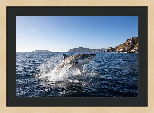 Majestic Great White Shark Leap