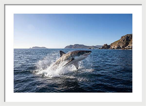 Majestic Great White Shark Leap