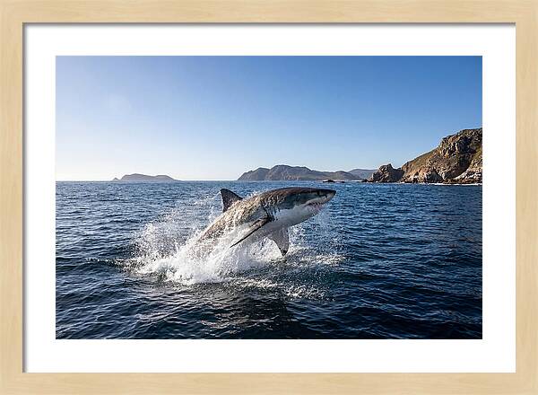 Majestic Great White Shark Leap