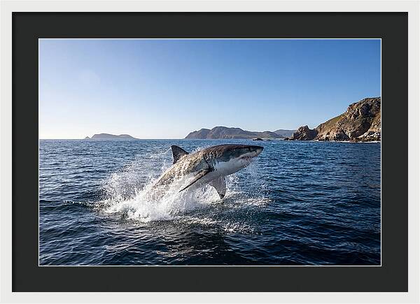 Majestic Great White Shark Leap