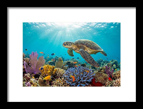 Majestic Green Sea Turtle Gliding
