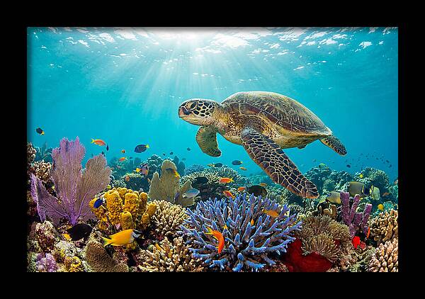 Majestic Green Sea Turtle Gliding