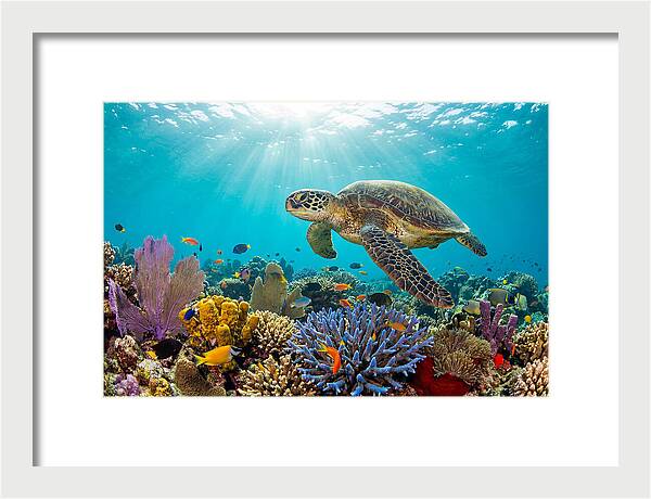 Majestic Green Sea Turtle Gliding