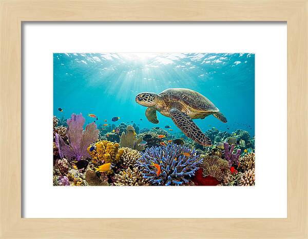 Majestic Green Sea Turtle Gliding