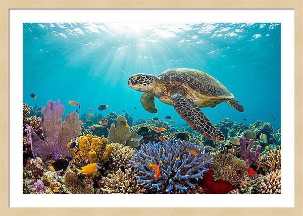 Majestic Green Sea Turtle Gliding