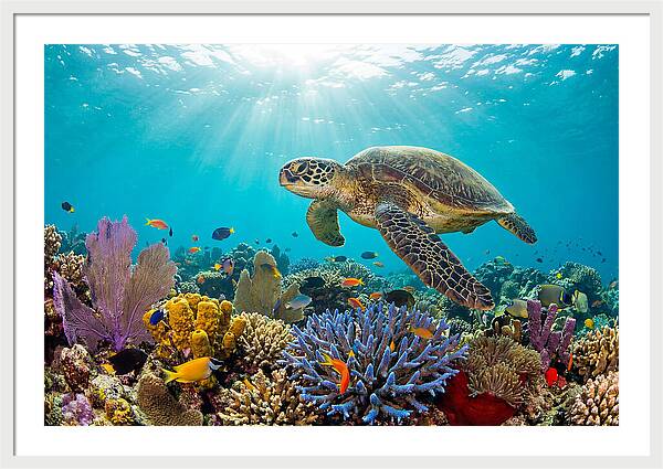 Majestic Green Sea Turtle Gliding