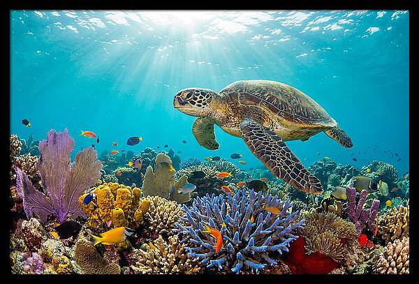 Majestic Green Sea Turtle Gliding
