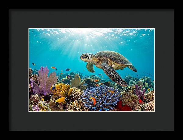 Majestic Green Sea Turtle Gliding
