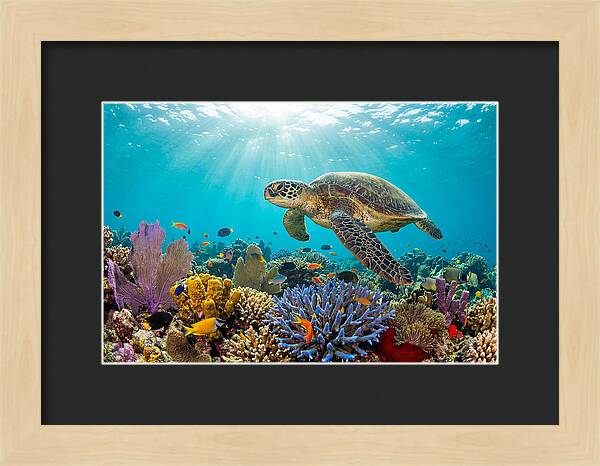 Majestic Green Sea Turtle Gliding