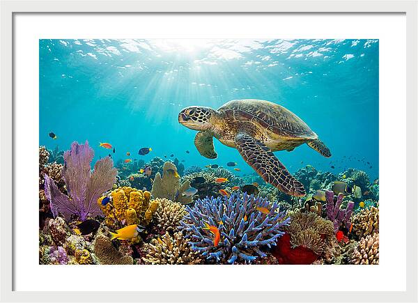 Majestic Green Sea Turtle Gliding
