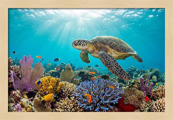 Majestic Green Sea Turtle Gliding
