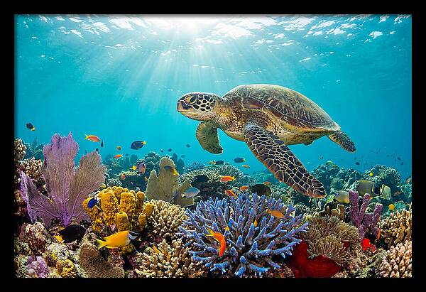 Majestic Green Sea Turtle Gliding