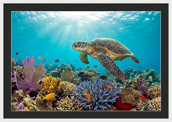 Majestic Green Sea Turtle Gliding