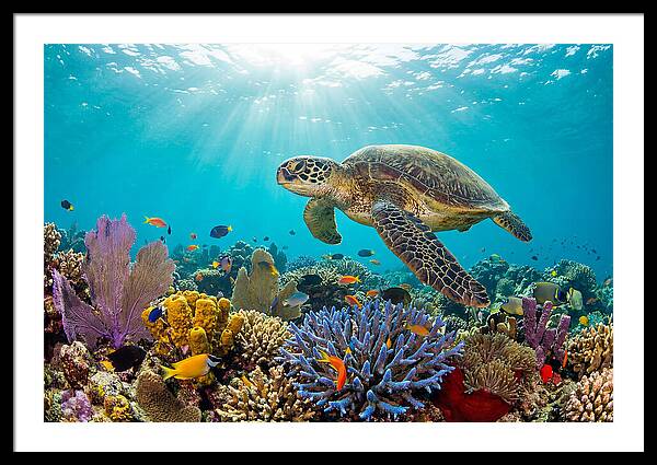 Majestic Green Sea Turtle Gliding
